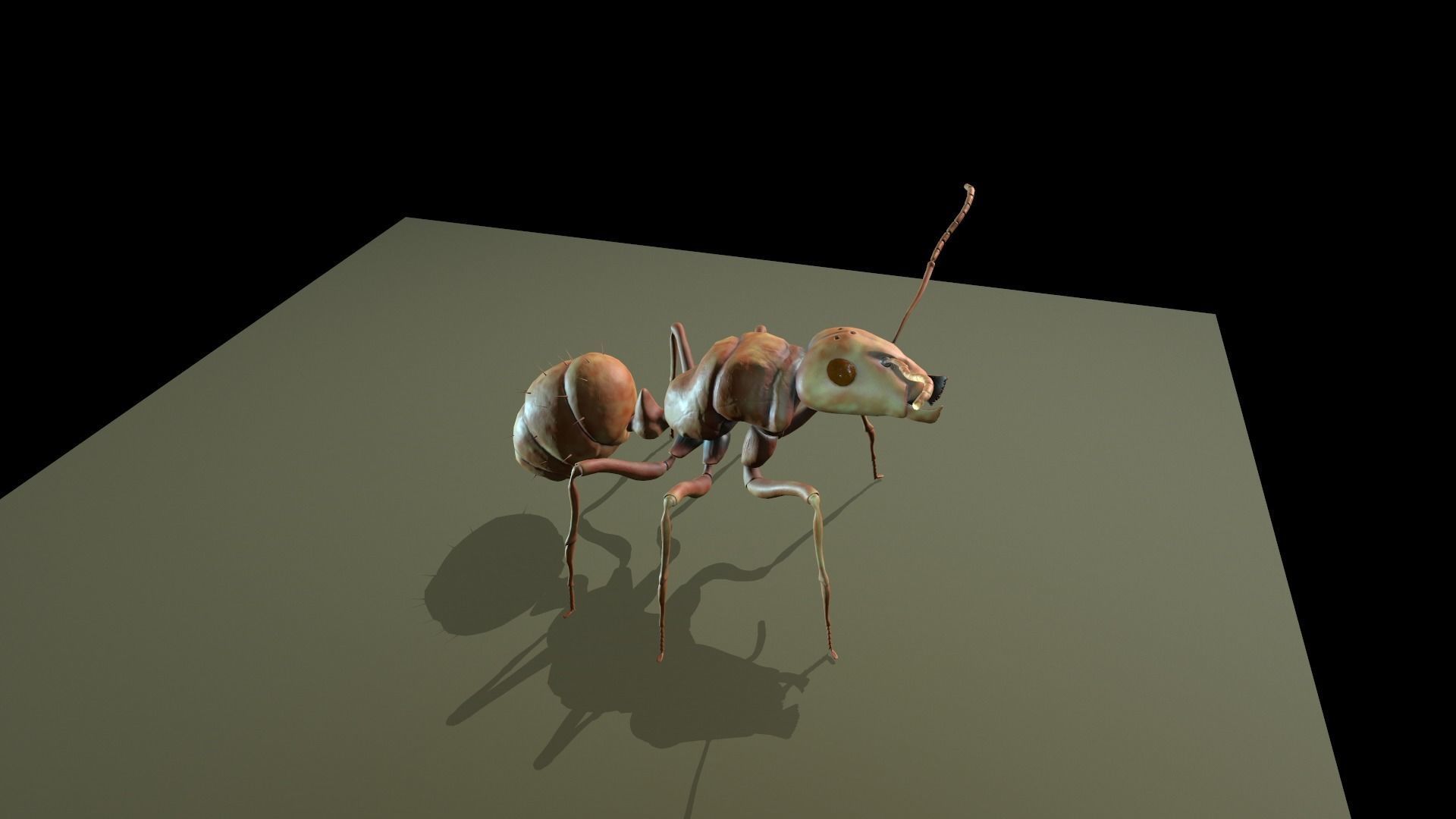  Worker Ant Low-poly 3D model_10