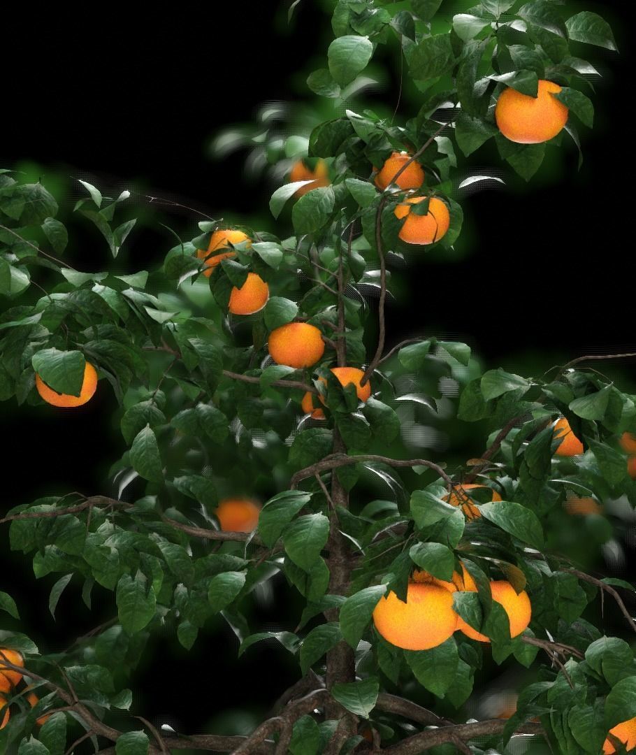 Orange tree 3D model_3