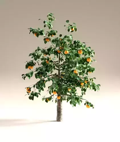Orange tree