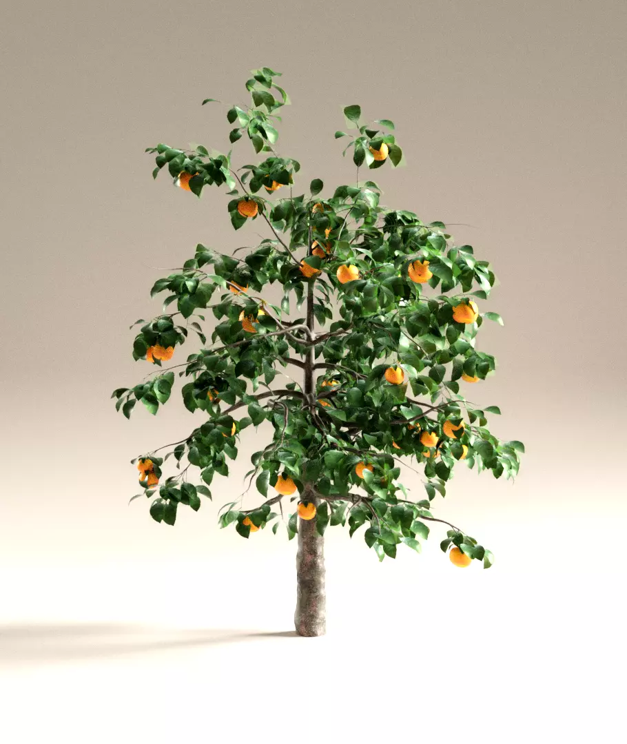 Orange tree 3D model_0