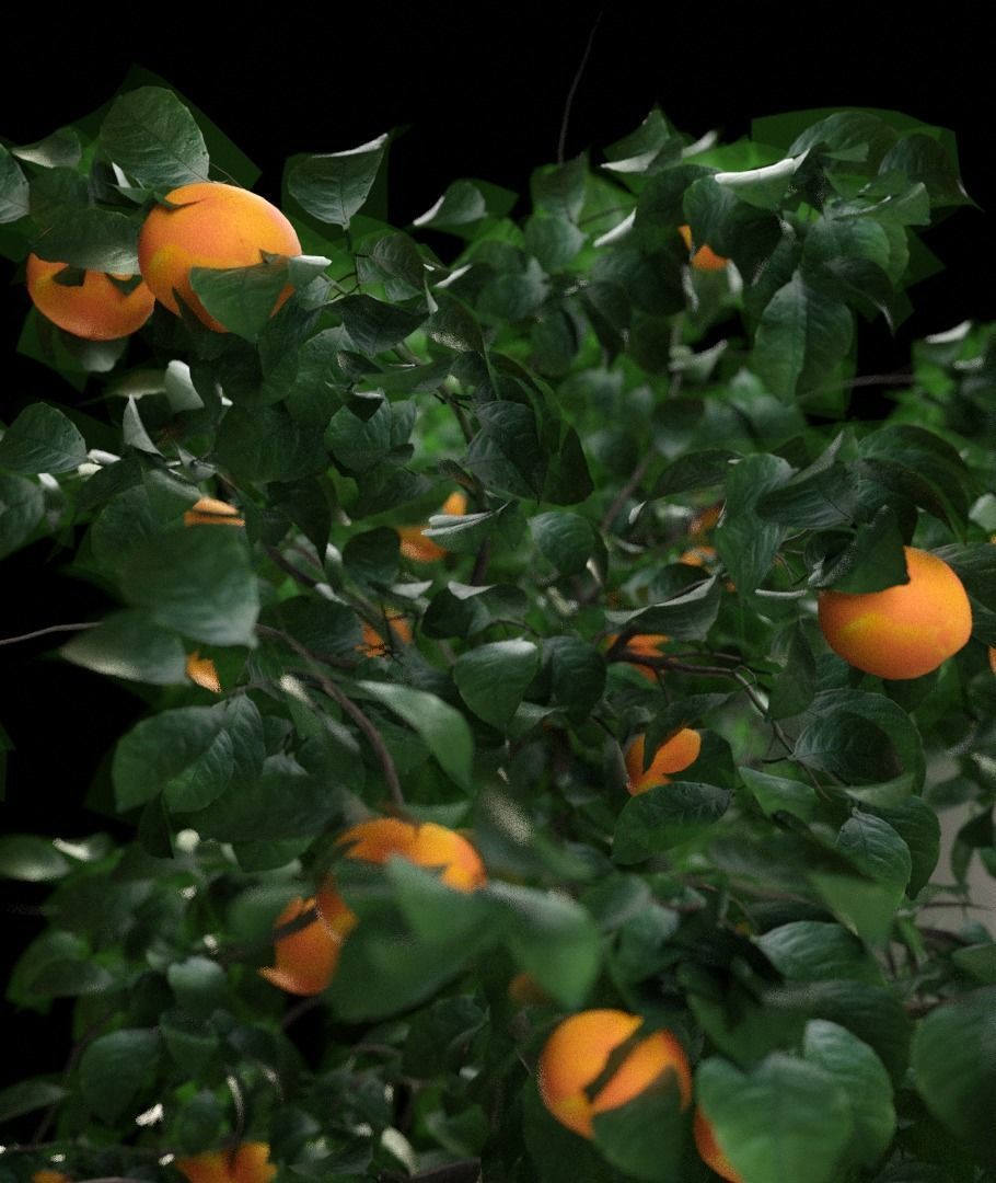 Orange tree 3D model_2