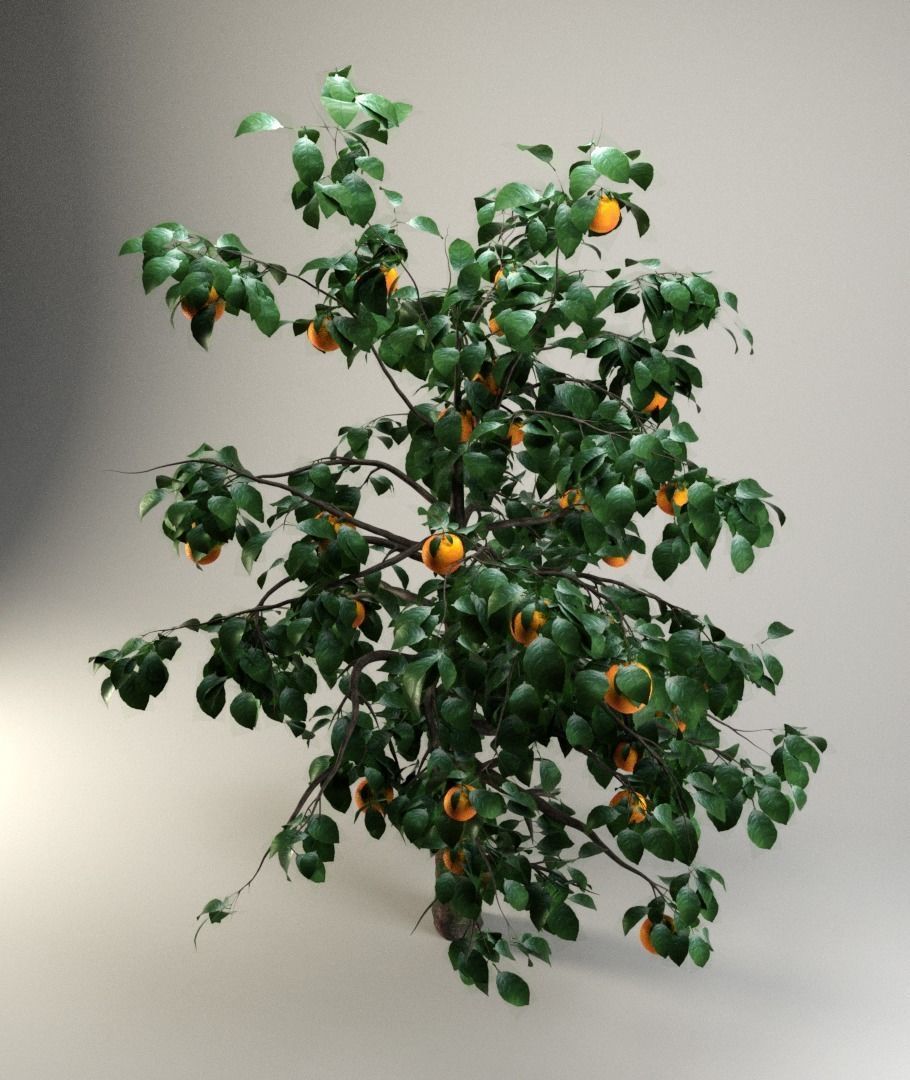 Orange tree 3D model_1
