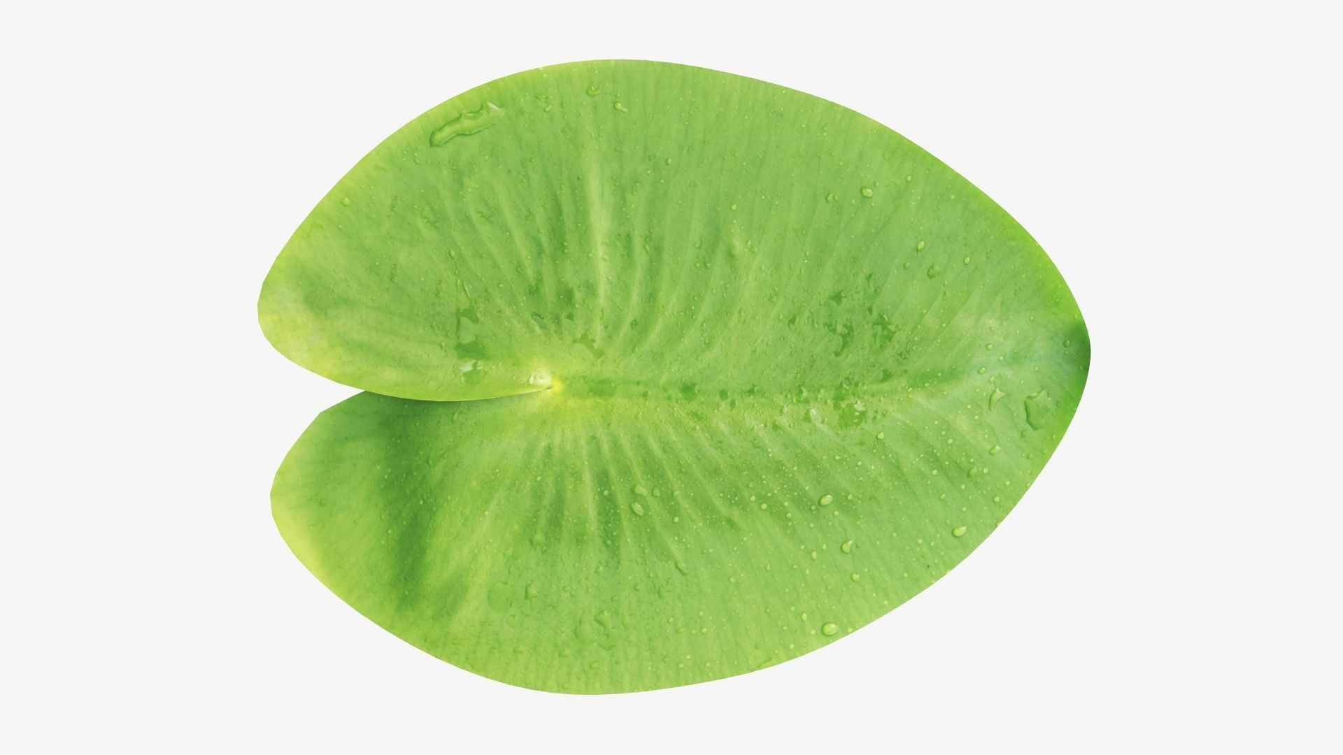 Water lily leaf 3D model_3
