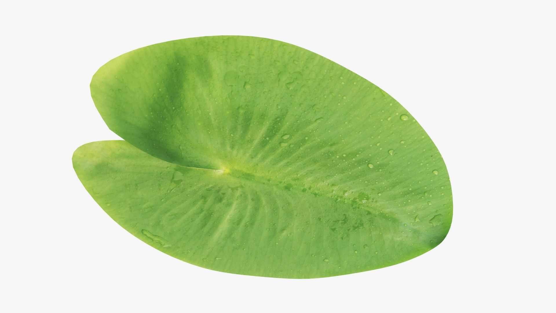 Water lily leaf 3D model_4