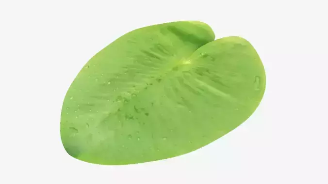 Water lily leaf