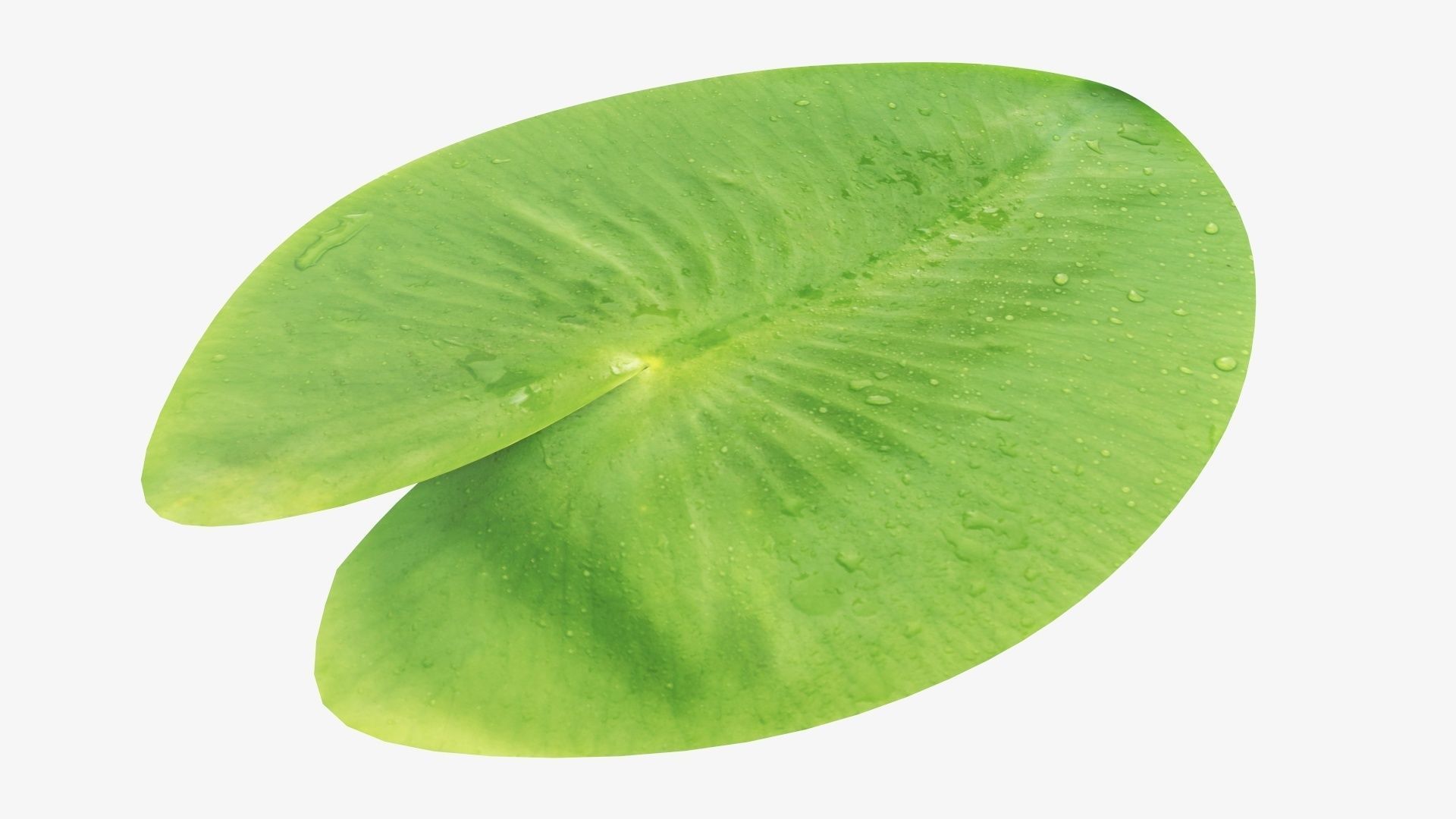Water lily leaf 3D model_2