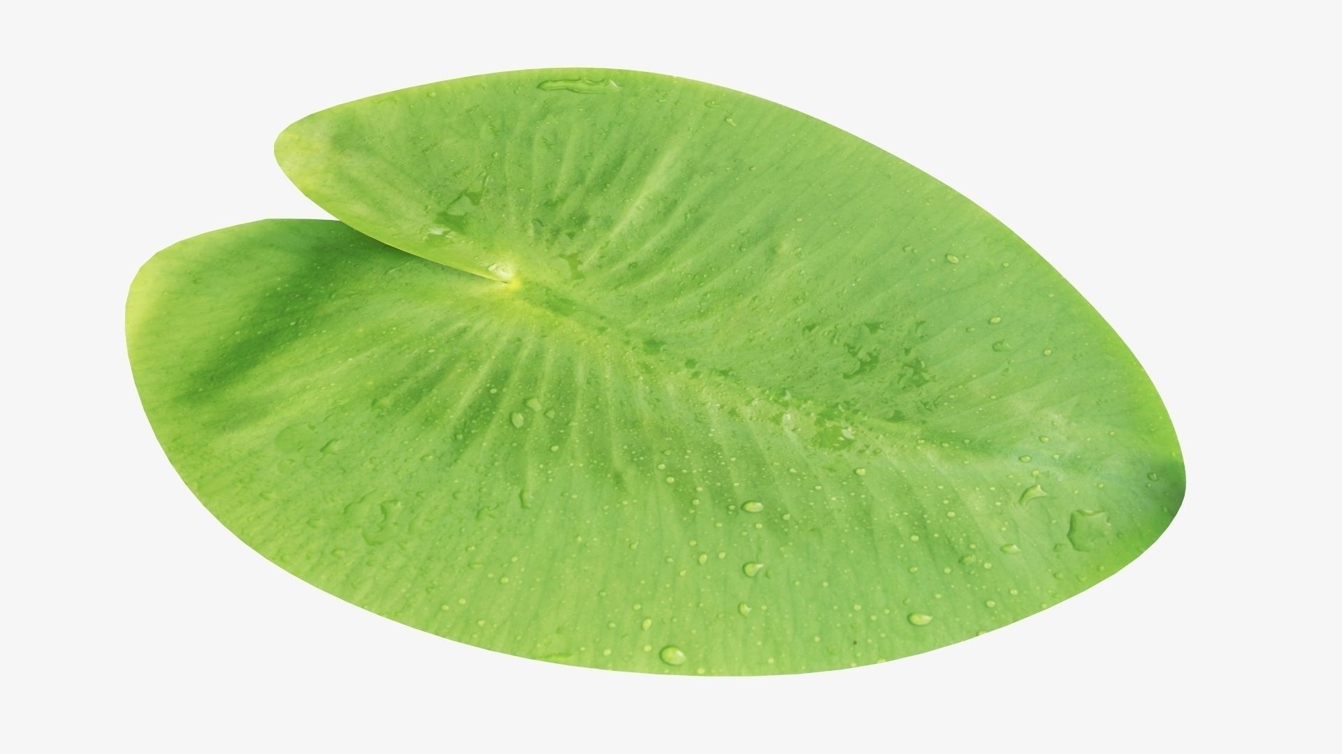 Water lily leaf 3D model_1