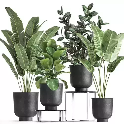 Houseplants in a pot for the interior 845