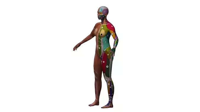 Rigged Muscle Sketch 3D model