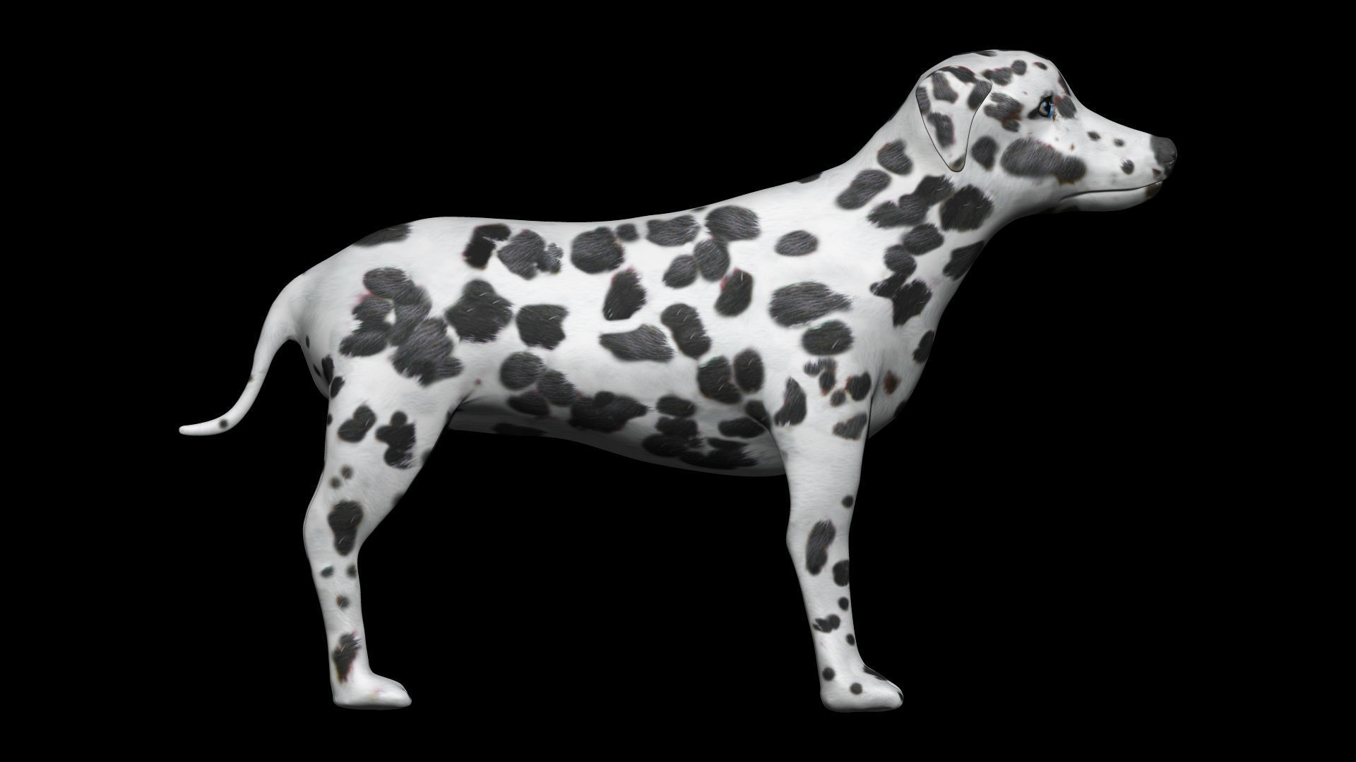 black and brown dalmatian Low-poly 3D model_1