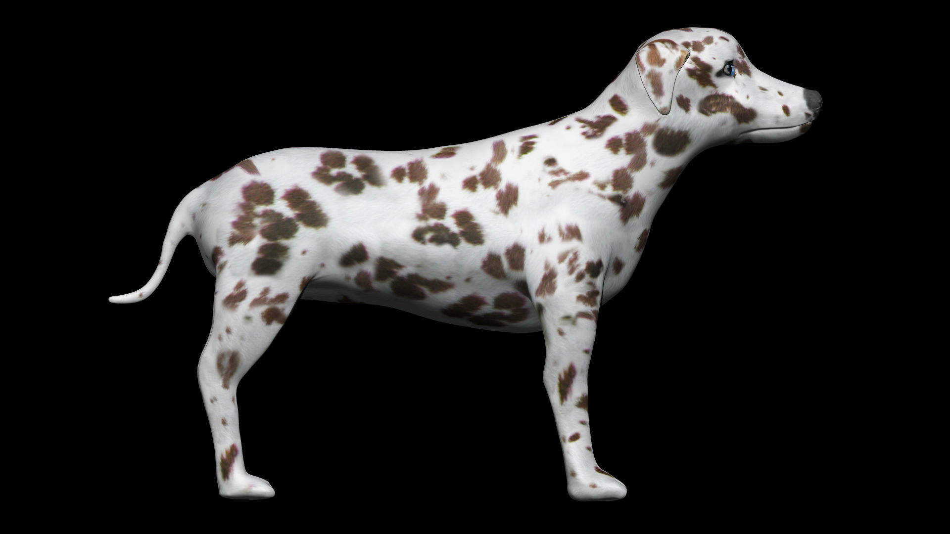 Brown Dalmatian Dog Low-poly 3D model_3