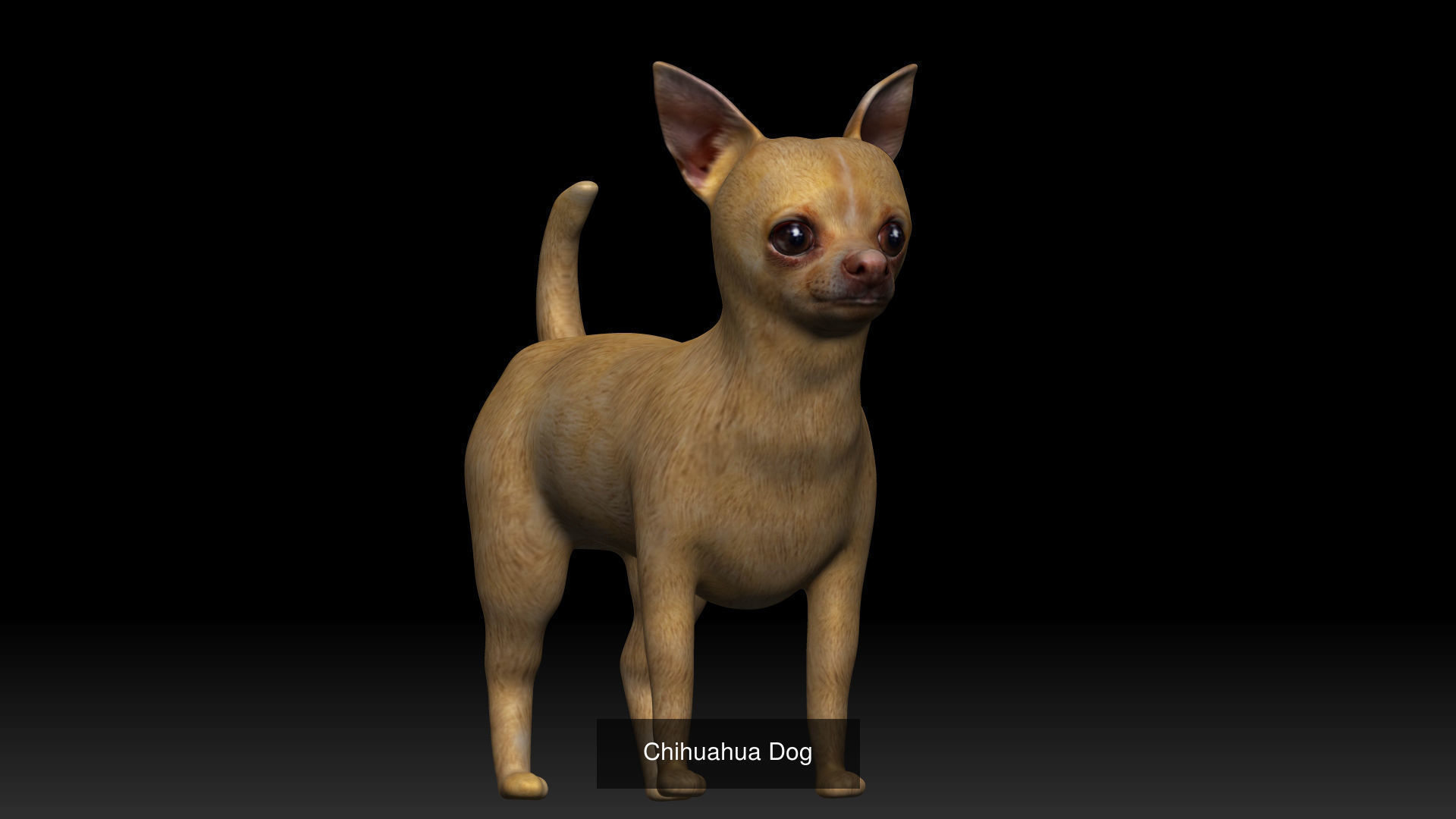 Dog Collection labrador retriever _8