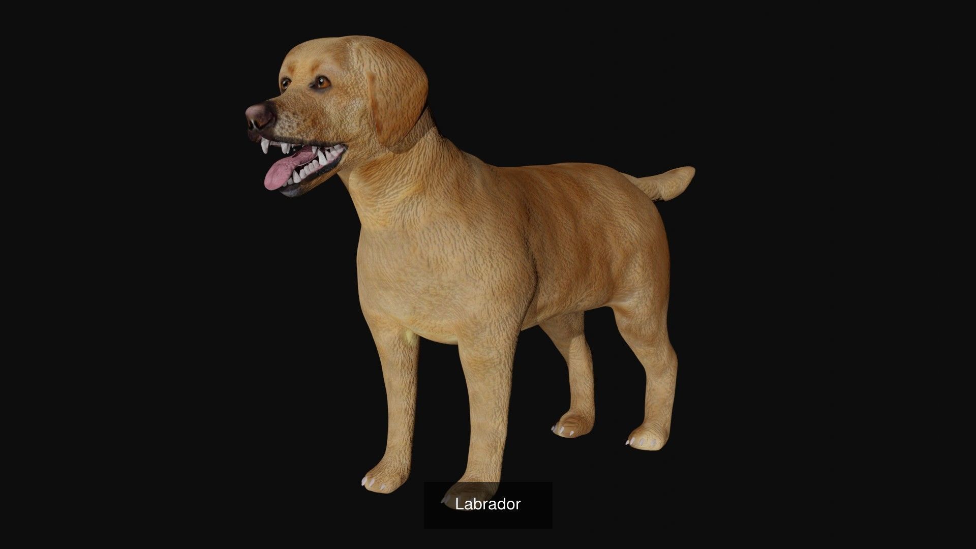Dog Collection labrador retriever _3