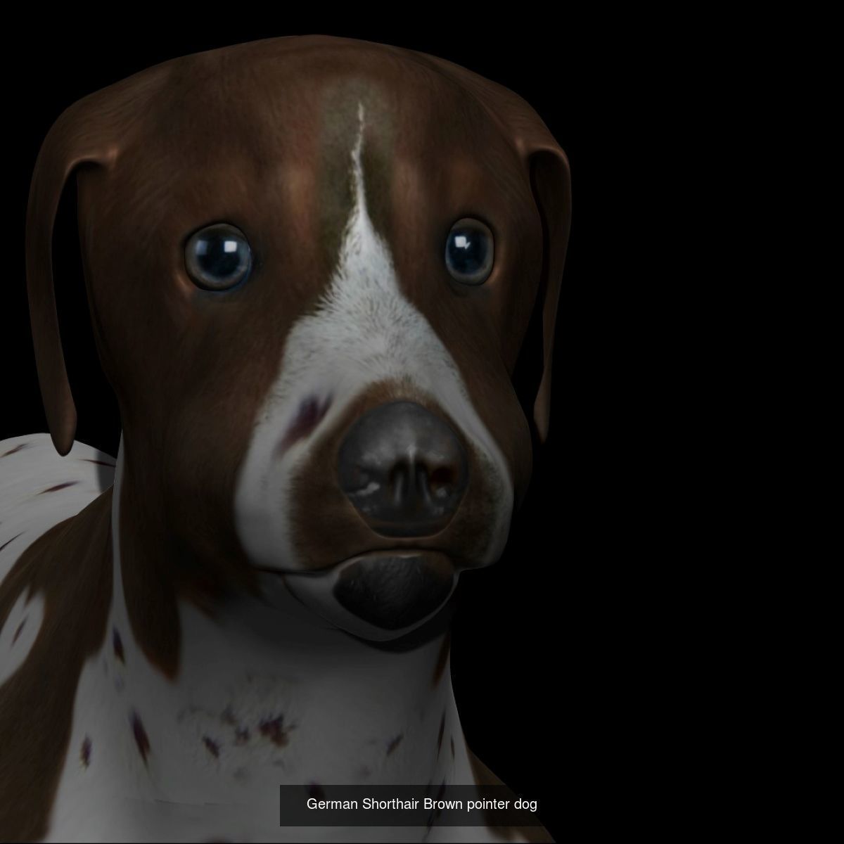 Dog Collection labrador retriever _11