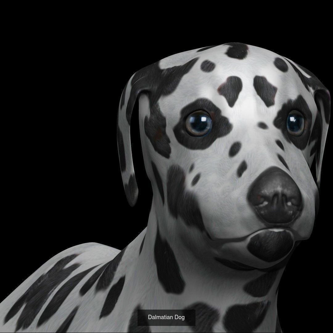 Dog Collection labrador retriever _5