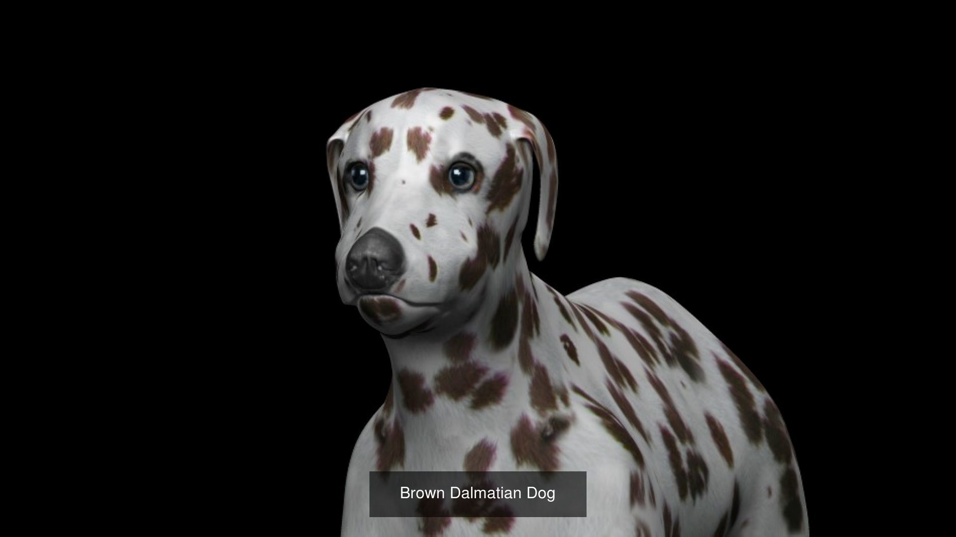 Dog Collection labrador retriever _7