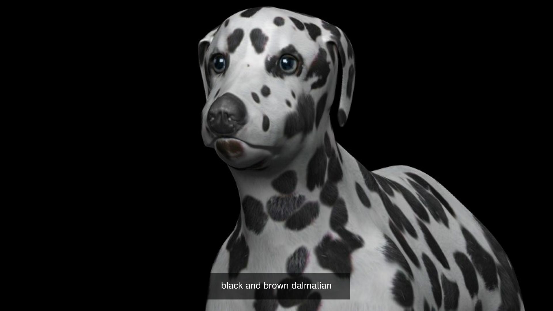 Dog Collection labrador retriever _1