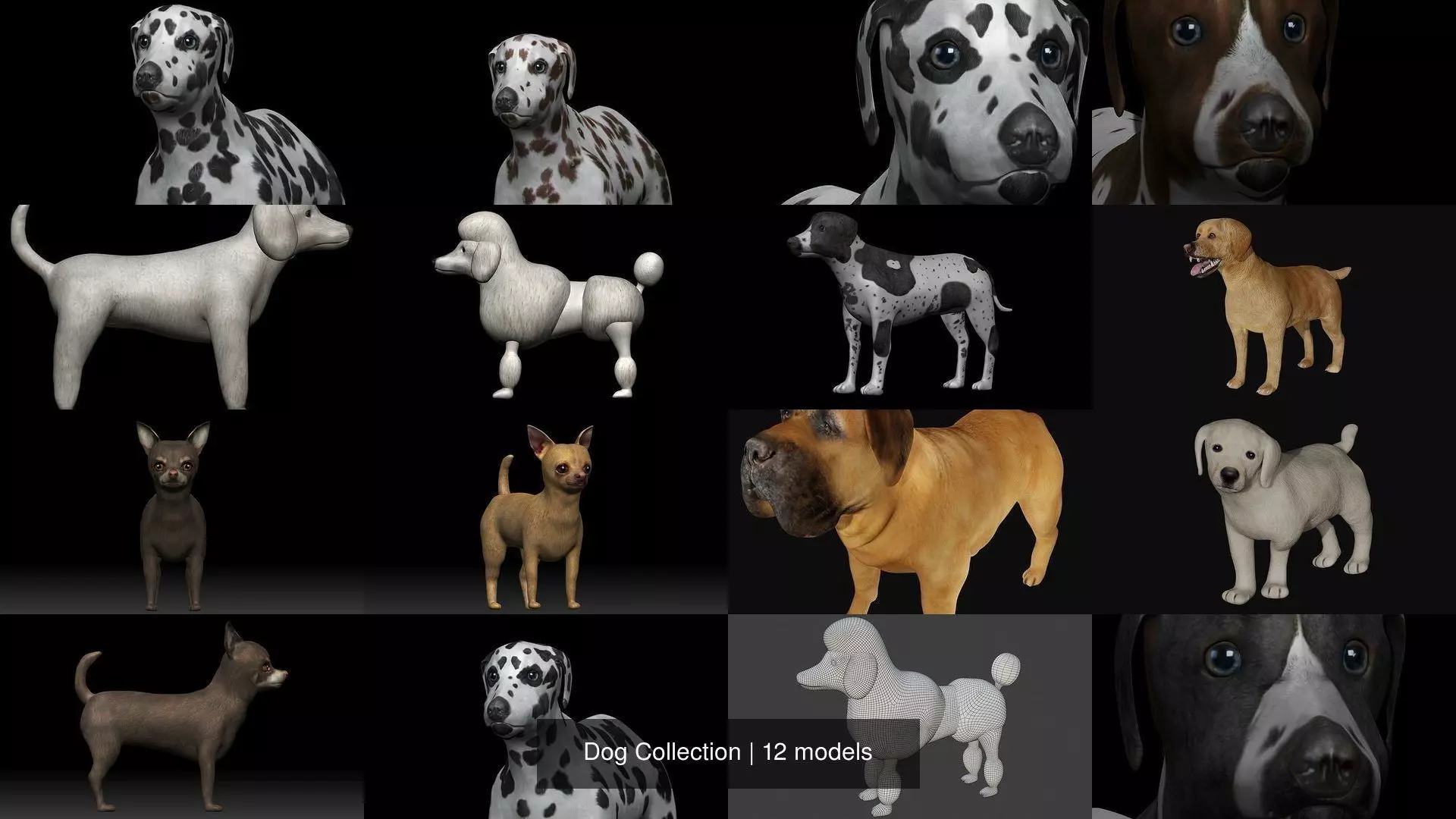 Dog Collection labrador retriever _0