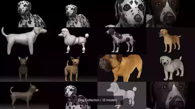 Dog Collection labrador retriever 