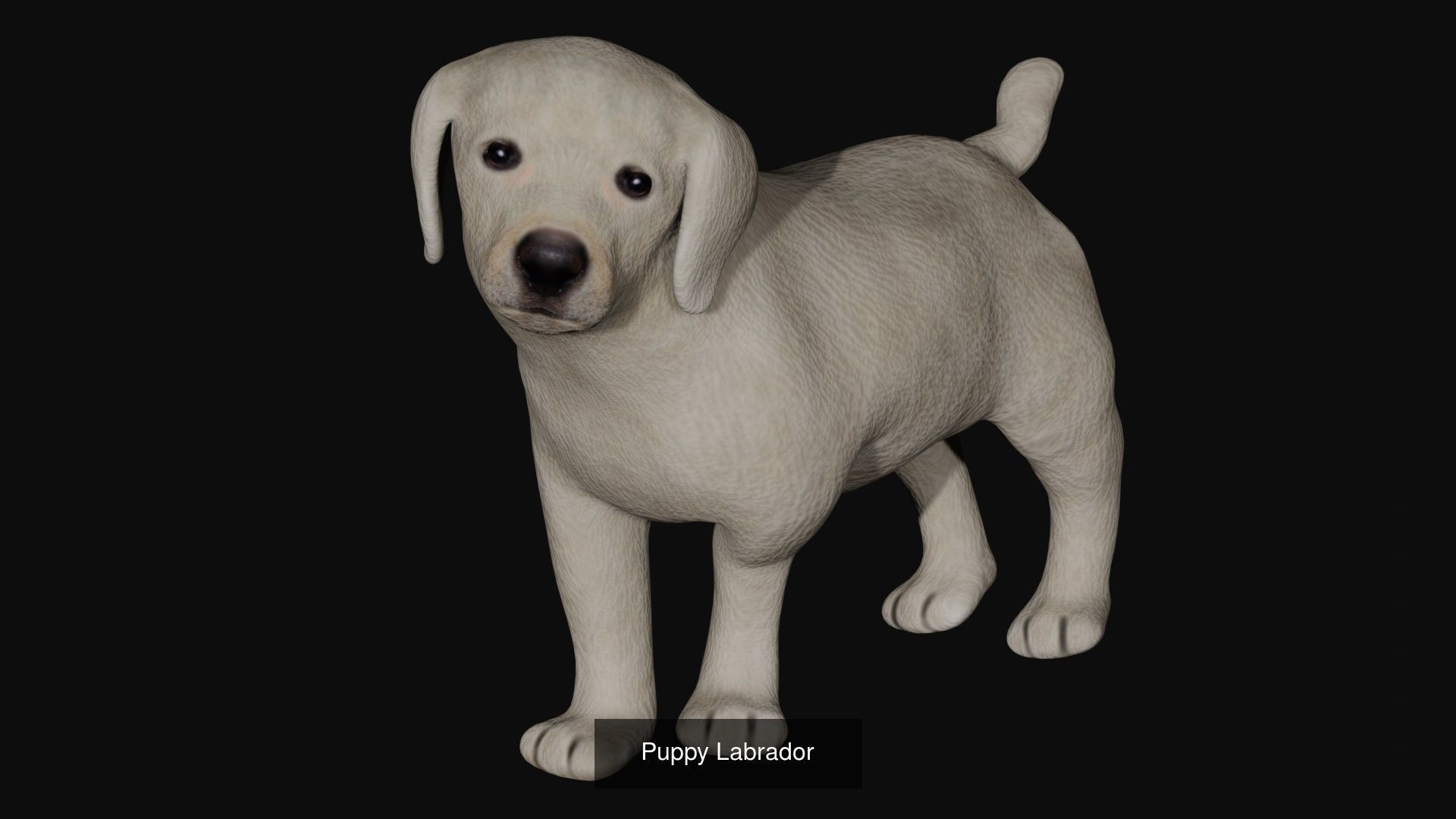 Dog Collection labrador retriever _4