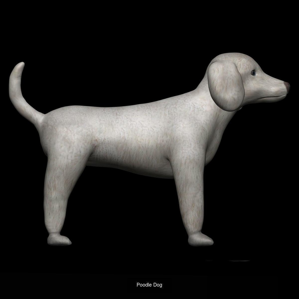 Dog Collection labrador retriever _9