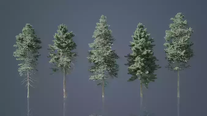 Tall Conifer Trees Low-poly 3D model