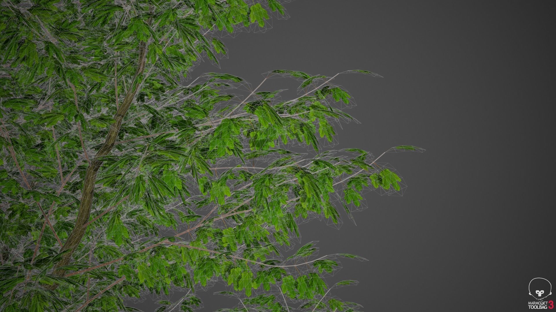 XfrogPlants Freemans Maple - Acer Freemanii 3D model_7
