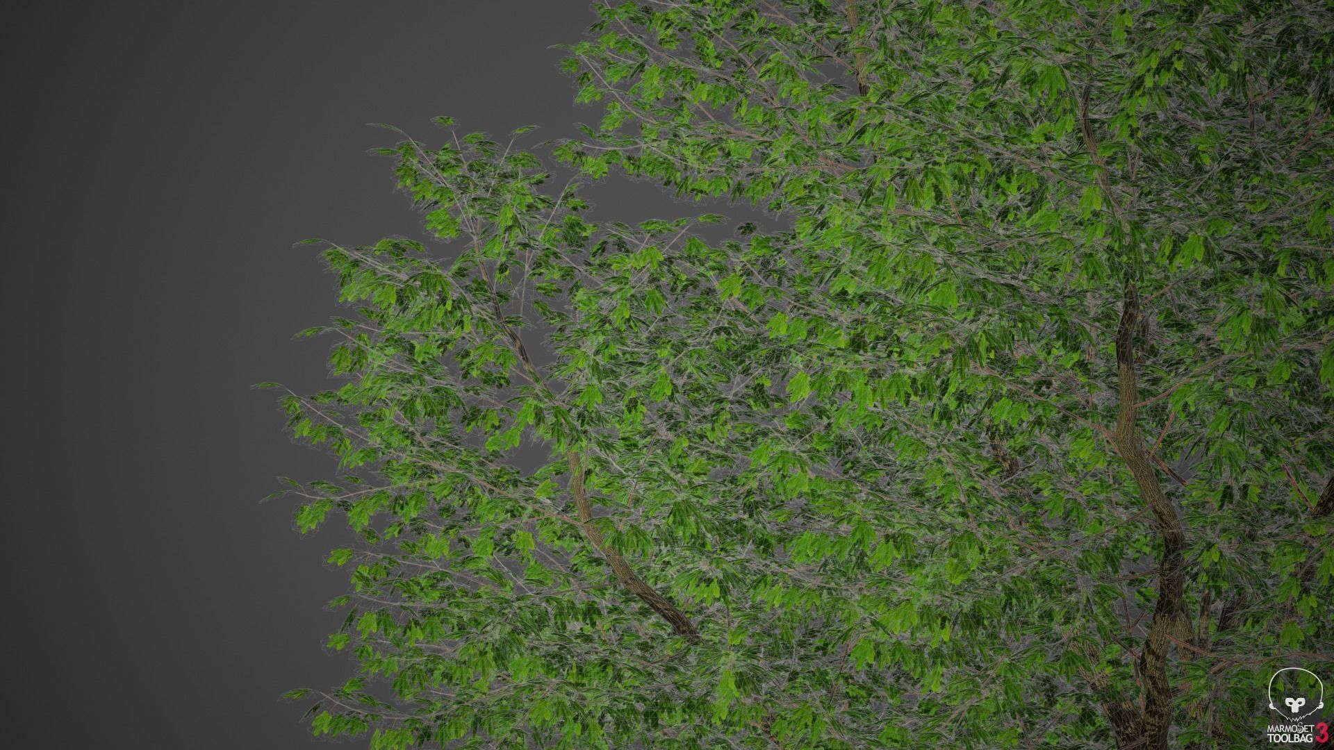 XfrogPlants Freemans Maple - Acer Freemanii 3D model_6