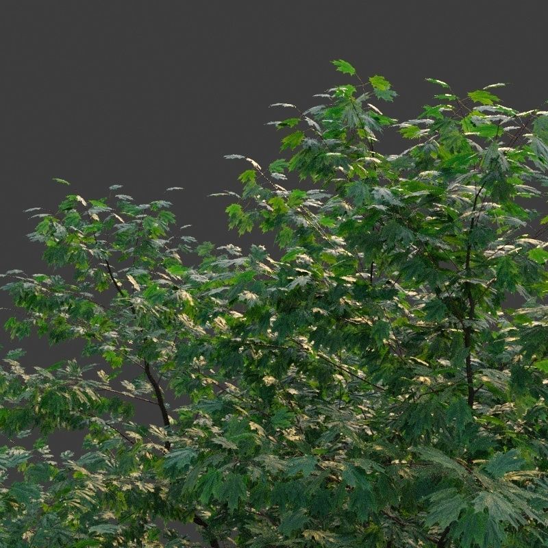 XfrogPlants Freemans Maple - Acer Freemanii 3D model_5