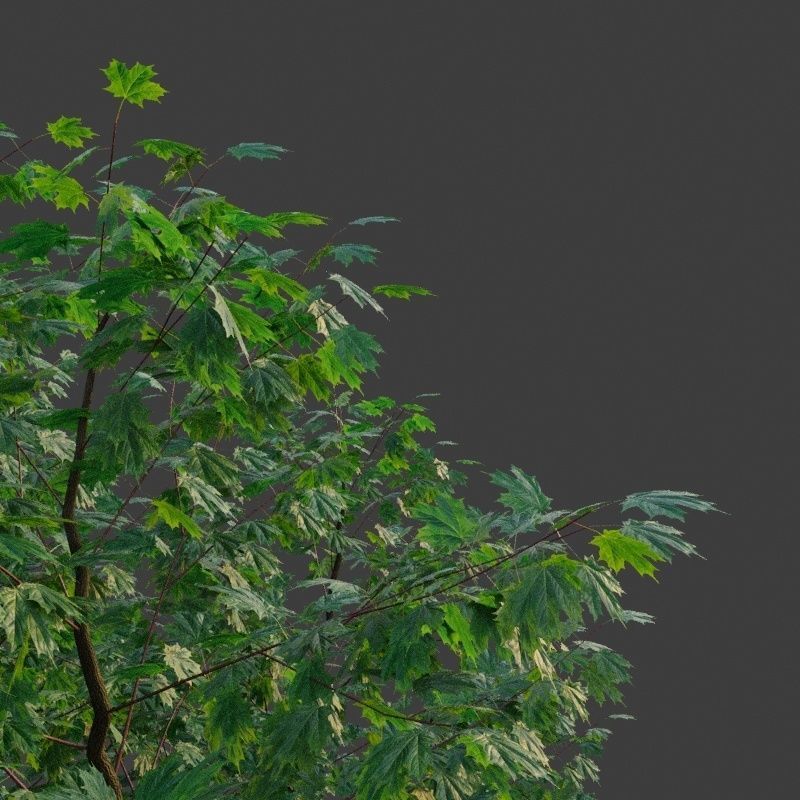 XfrogPlants Freemans Maple - Acer Freemanii 3D model_4
