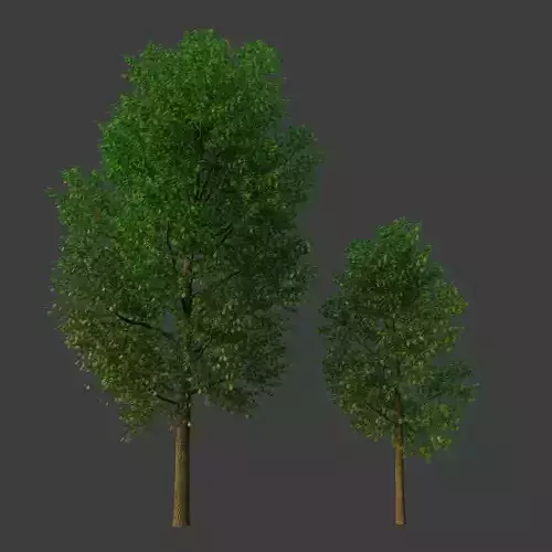 XfrogPlants Freemans Maple - Acer Freemanii 3D model