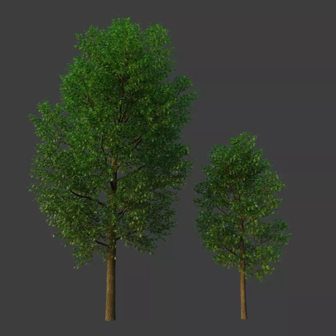 XfrogPlants Freemans Maple - Acer Freemanii 3D model_0
