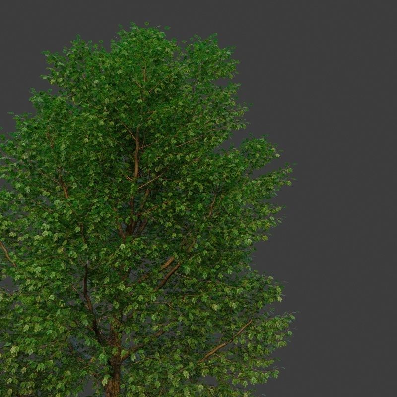 XfrogPlants Freemans Maple - Acer Freemanii 3D model_2