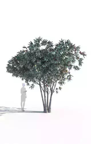 Bronze loquat eriobotrya deflexa multi 3D model