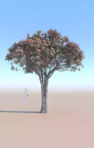Bronze loquat eriobotrya deflexa mid 3D model