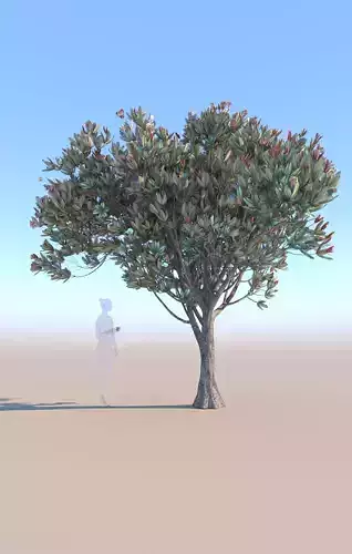 Bronze loquat eriobotrya deflexa young 3D model