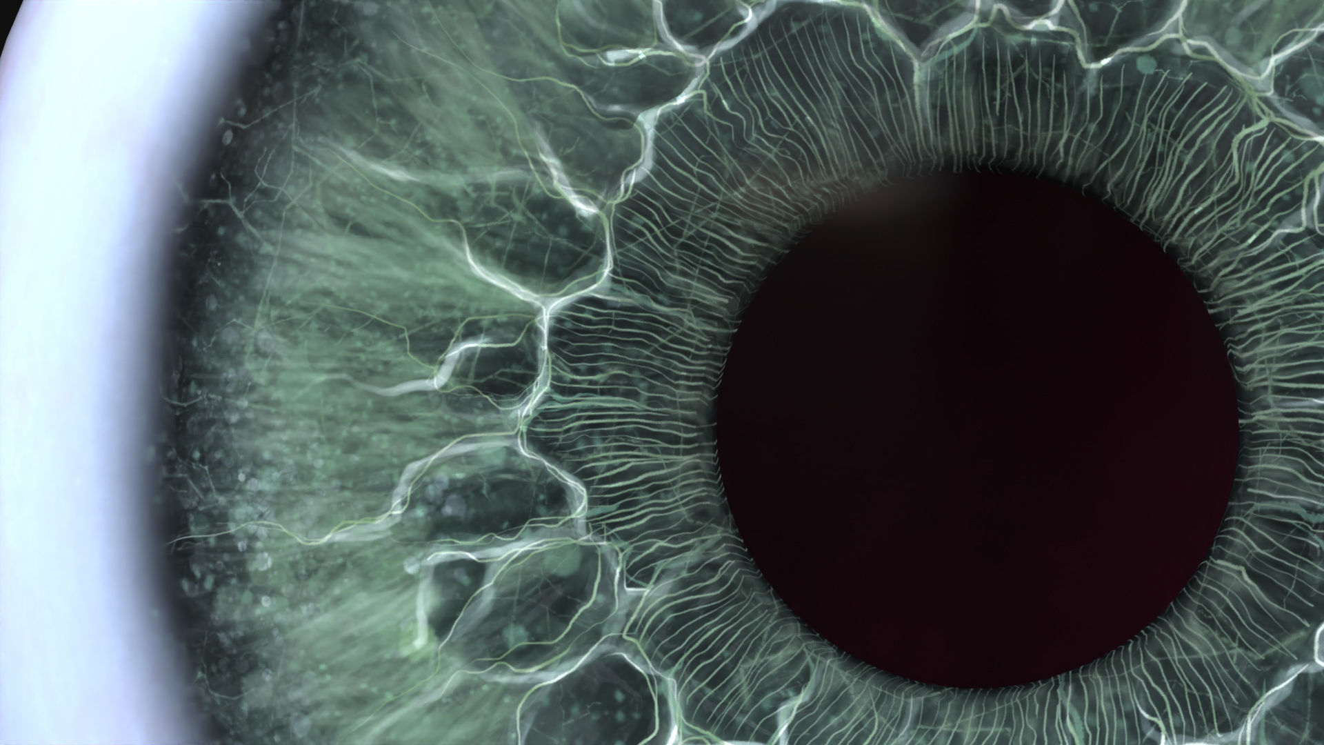 Rigged Eye 6 colors Low-poly 3D model_13