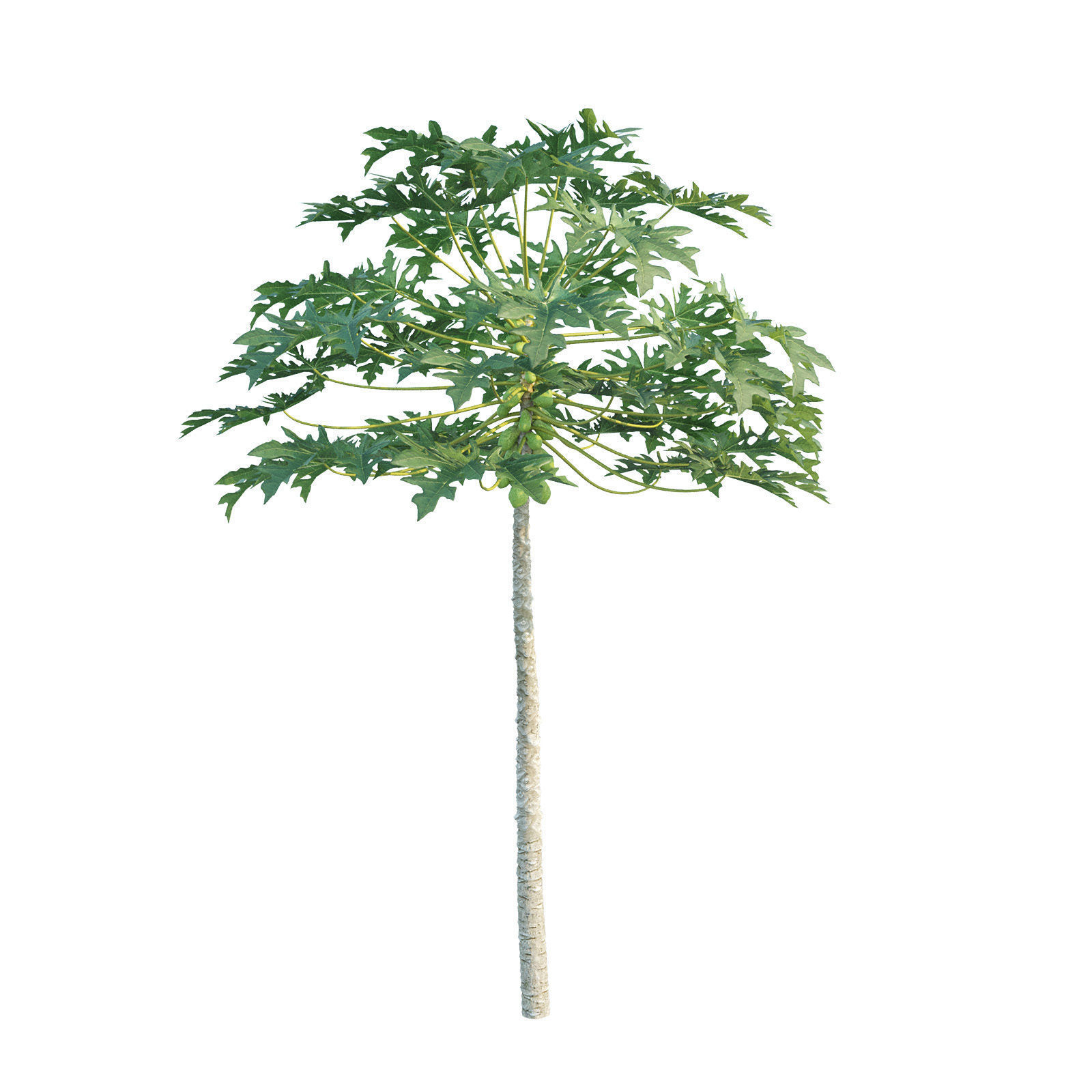 Papaya Tree - Carica Papaya 3D model_3