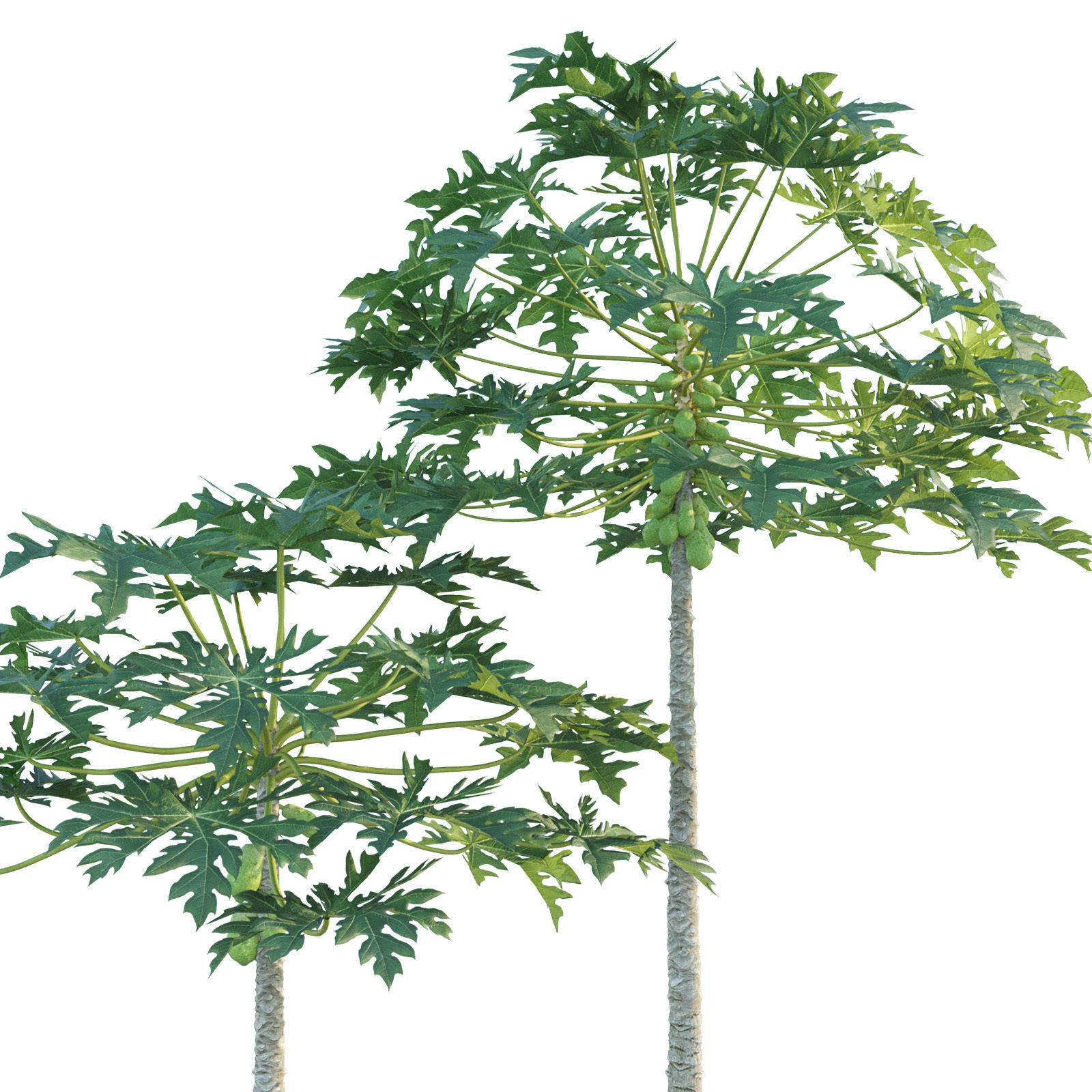 Papaya Tree - Carica Papaya 3D model_1