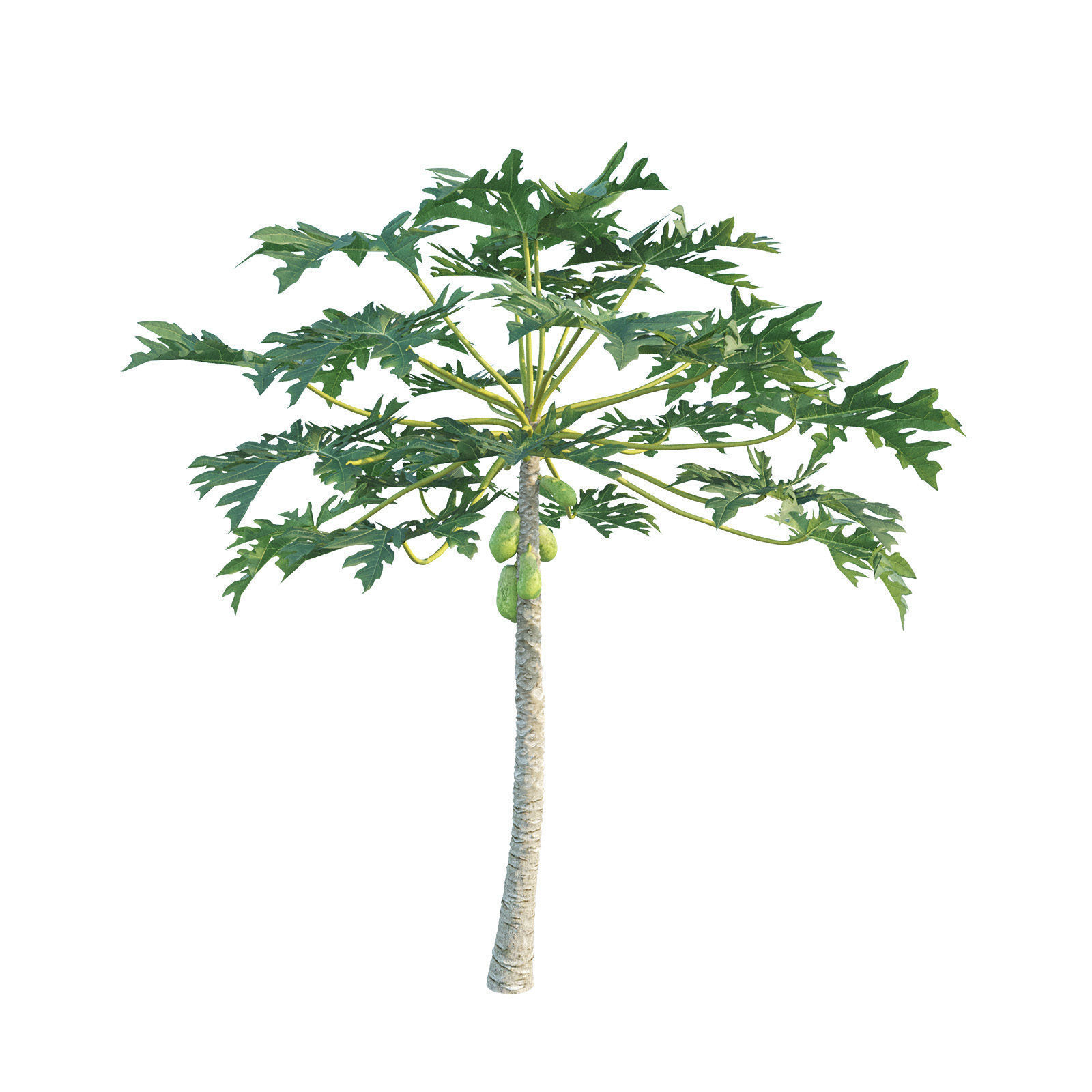 Papaya Tree - Carica Papaya 3D model_2
