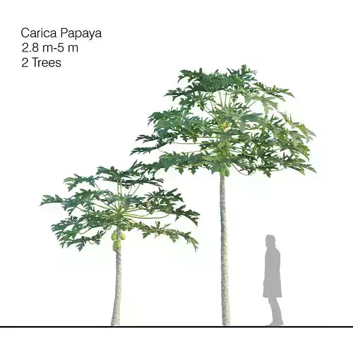 Papaya Tree - Carica Papaya