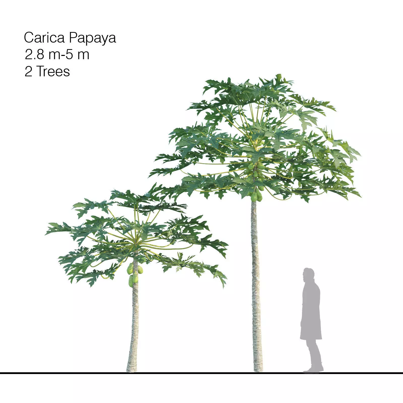 Papaya Tree - Carica Papaya 3D model_0
