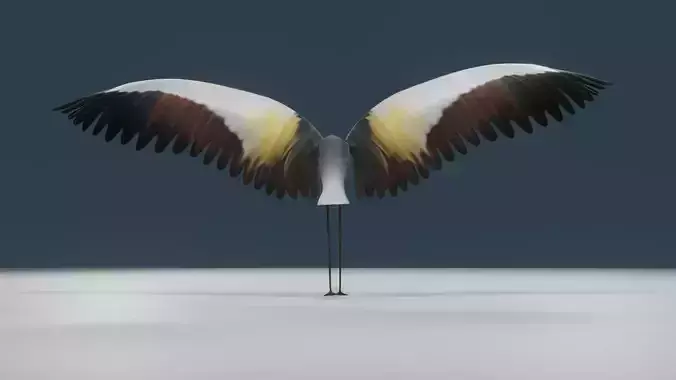 Crowned cranes 3d model