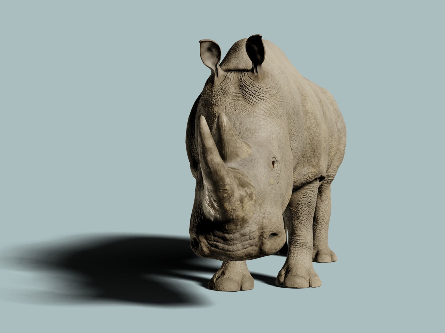White Rhinoceros 3D model_4