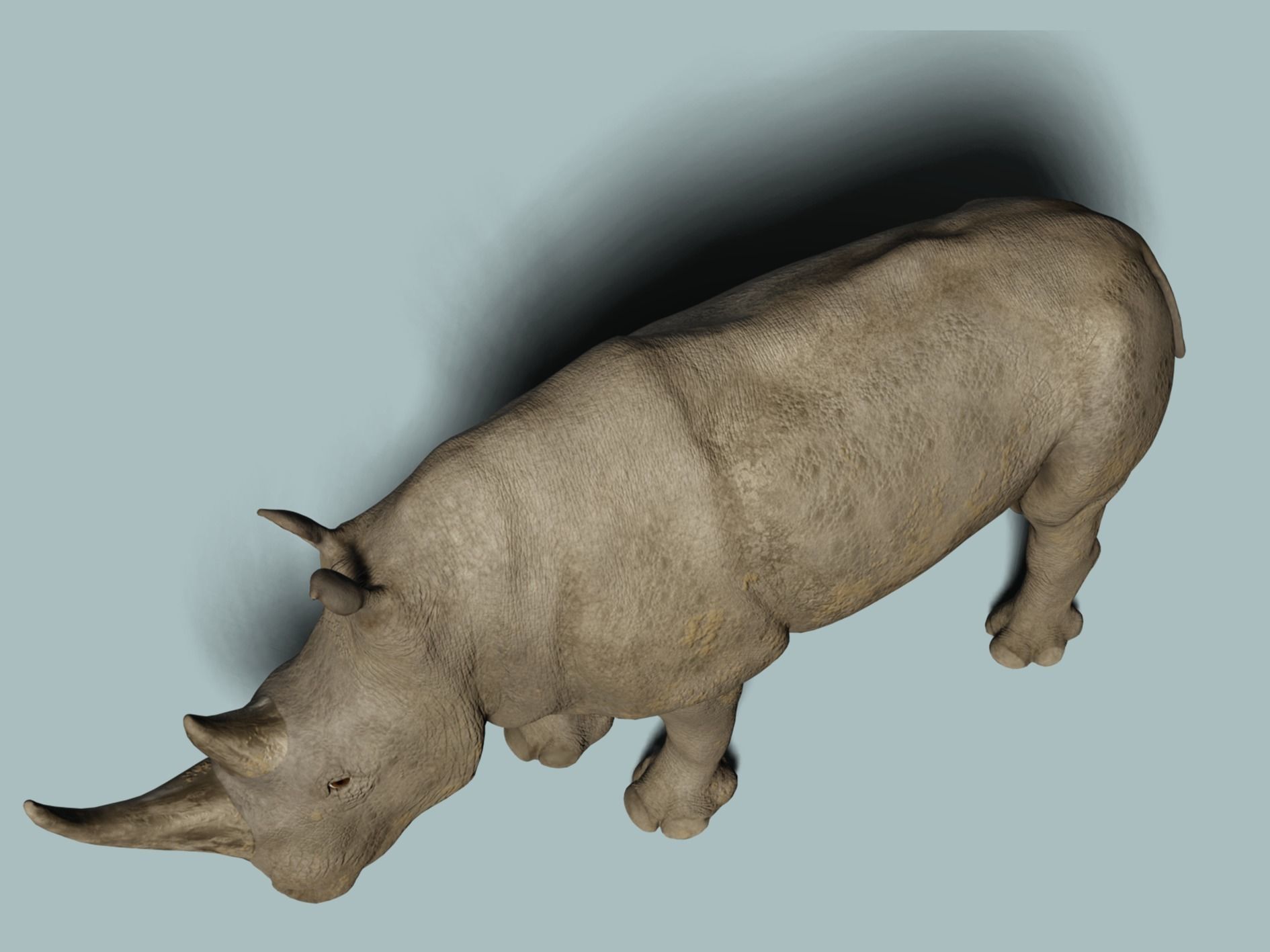 White Rhinoceros 3D model_5