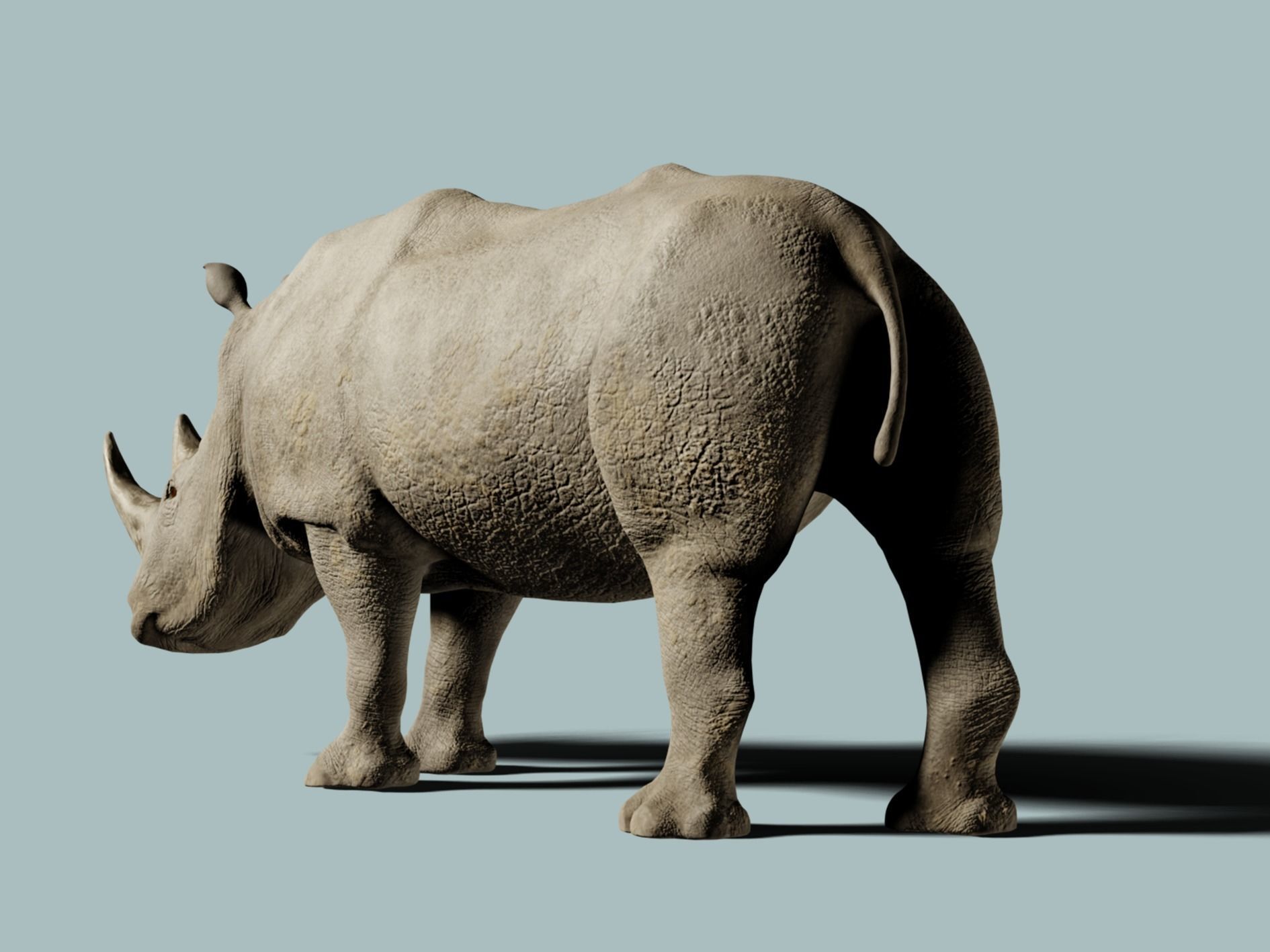 White Rhinoceros 3D model_3