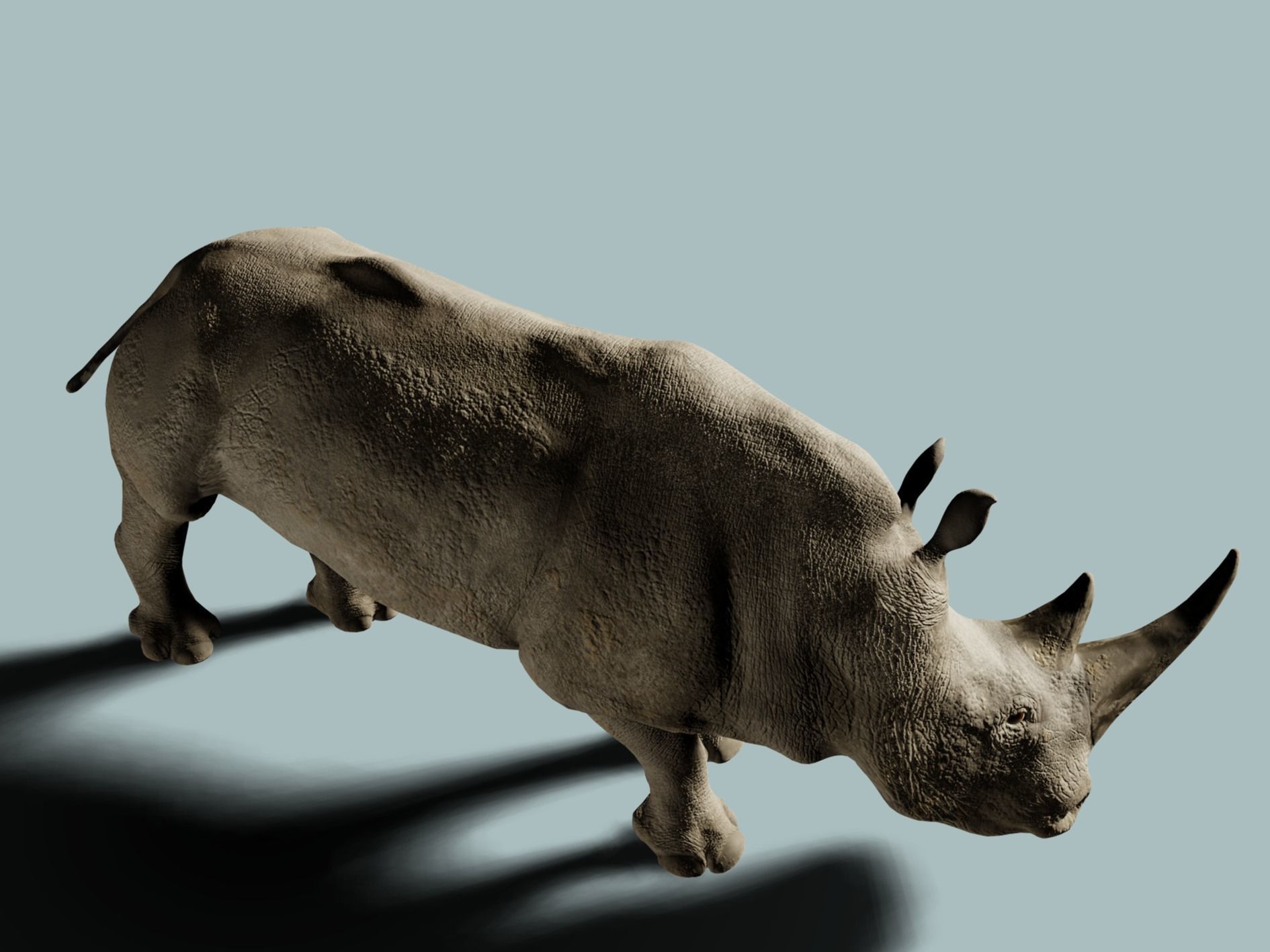 White Rhinoceros 3D model_10