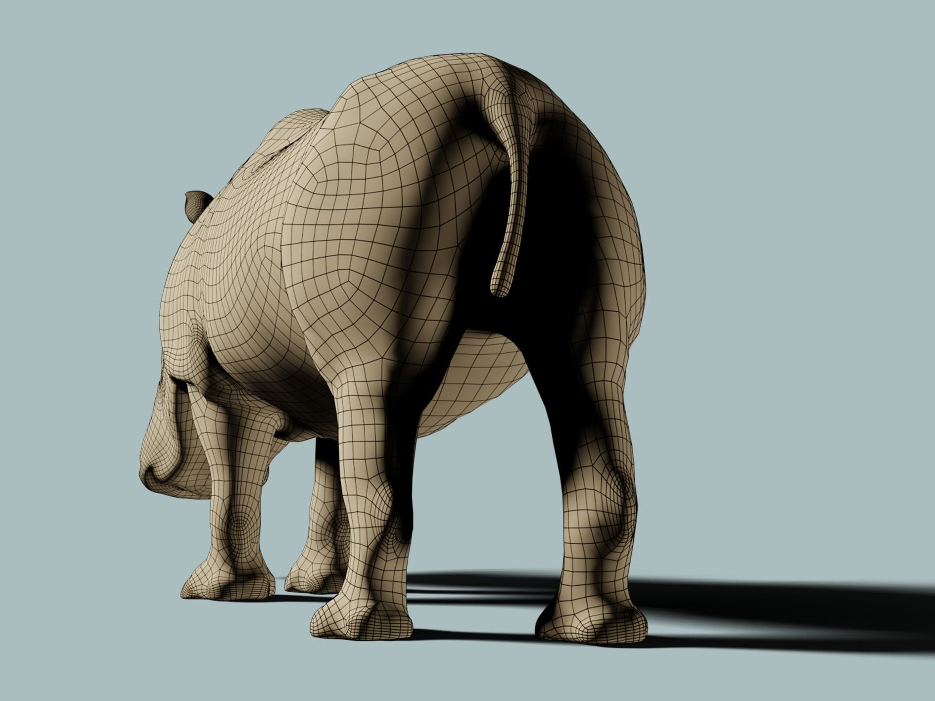 White Rhinoceros 3D model_13