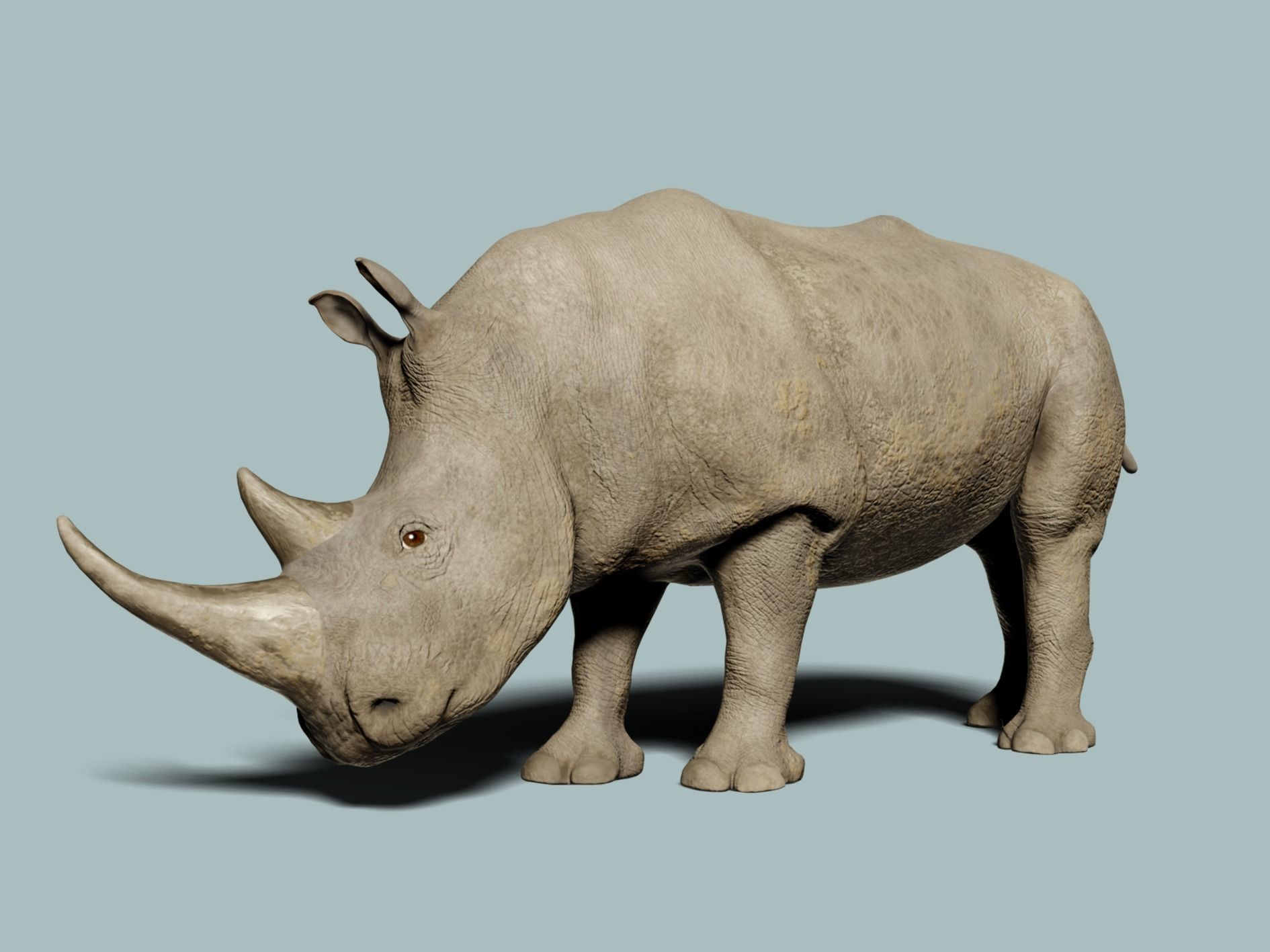 White Rhinoceros 3D model_8