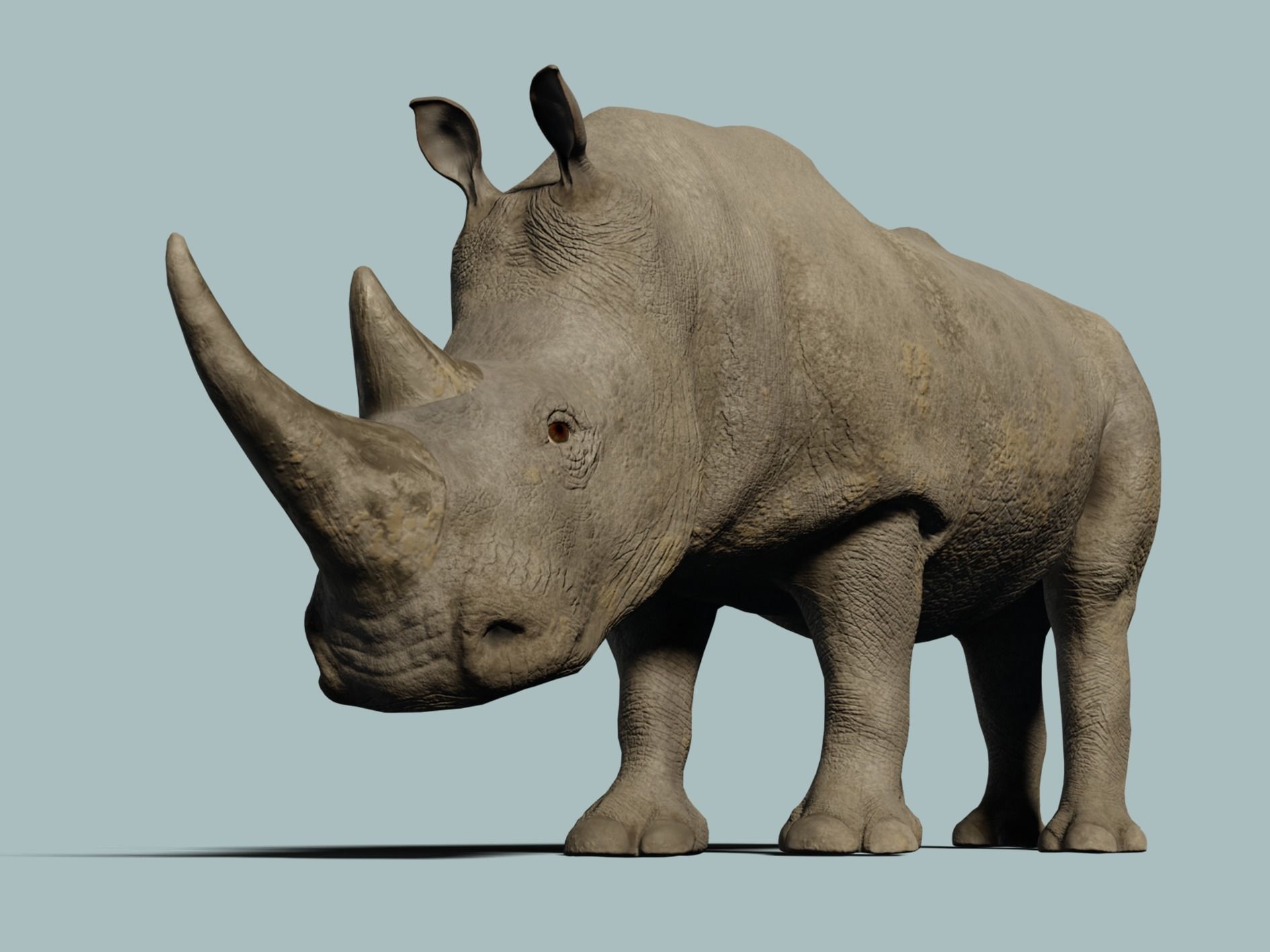 White Rhinoceros 3D model_7